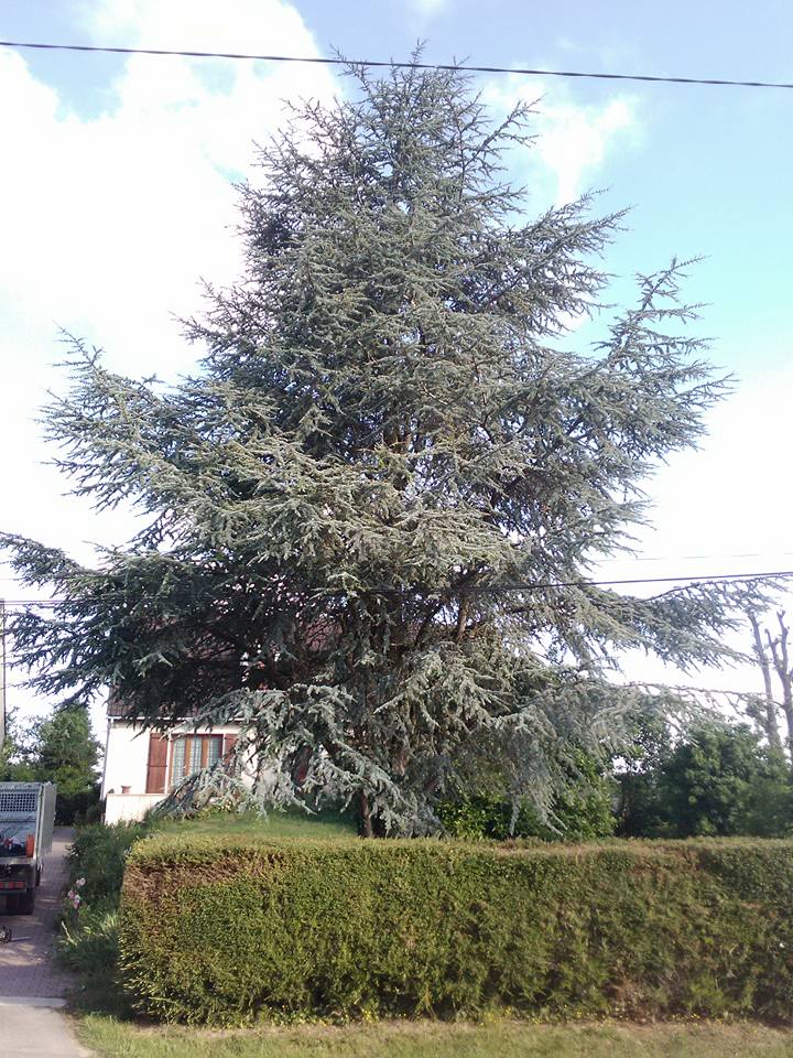 élagage abattage arbre cèdre rebais